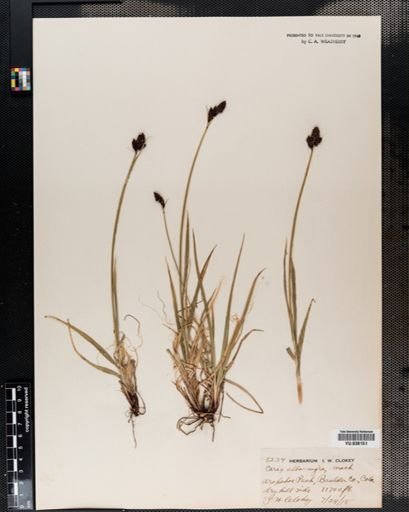 Plantae