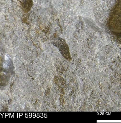 Protocardia subquadrata