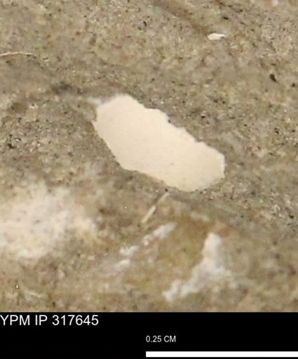 undet. Mollusca