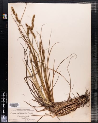 Carex vulpinoidea