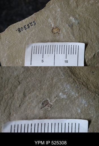 Chauvelicystis?
