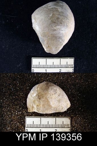Striatifera compressus