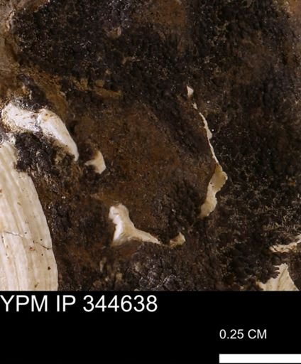 undet. Mollusca