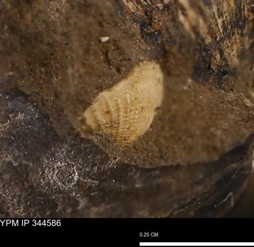 undet. Mollusca