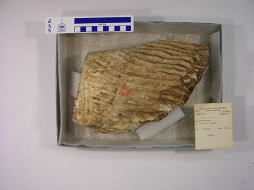 Mammuthus columbi?