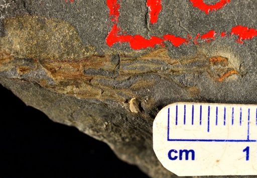 Eddya sullivanensis
