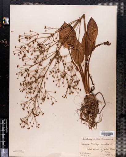 Alisma subcordatum