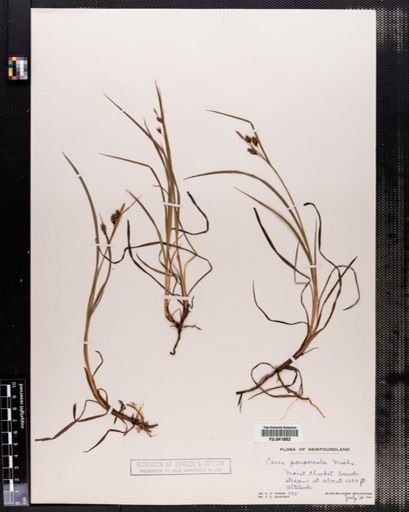 Carex paupercula