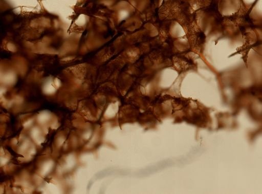 cf. Polyfibrospongia