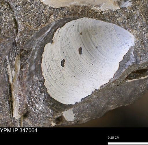 undet. Bivalvia