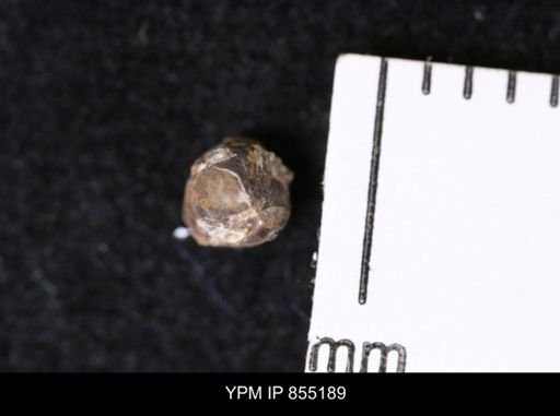 Protocardia subquadrata