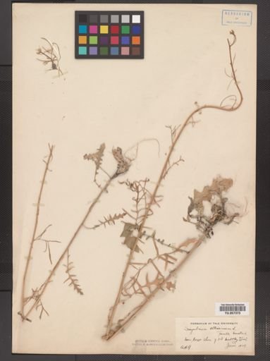 Sisymbrium altissimum