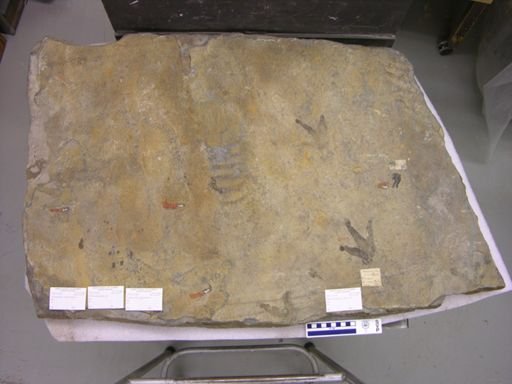 Eubrontes giganteus