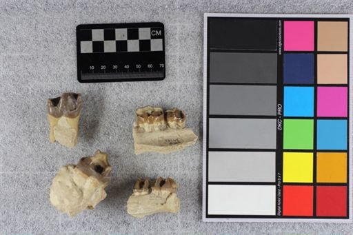 Hyracodon nebrascensis