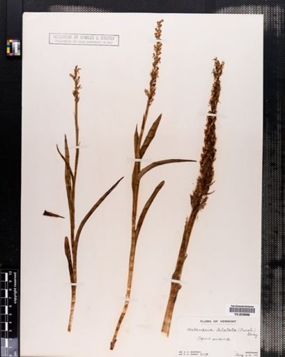 Habenaria