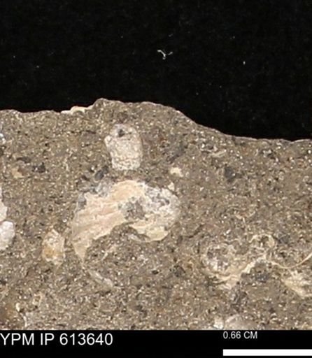 Scaphites sp.