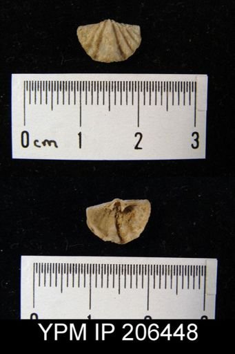 Paraspirifer sp.