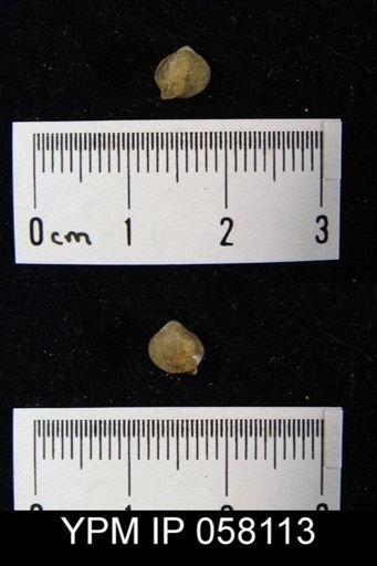 Nucleospira ventricosa