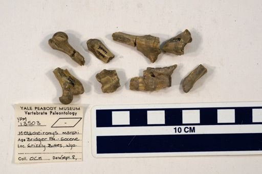 Metacheiromys marshi