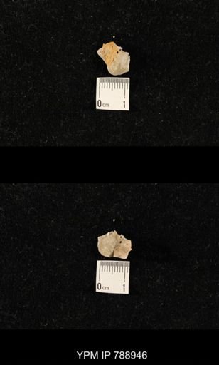 undet. Brachiopoda