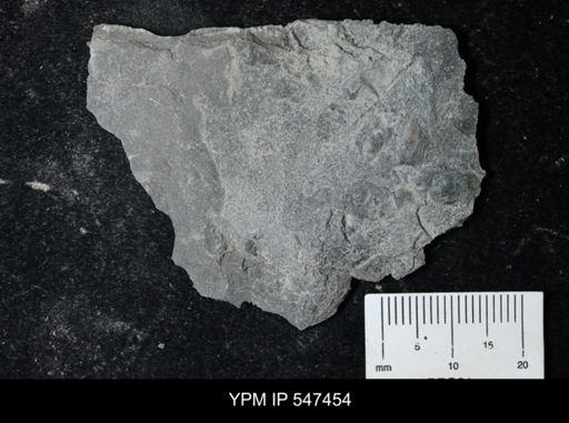undet. Lingulida