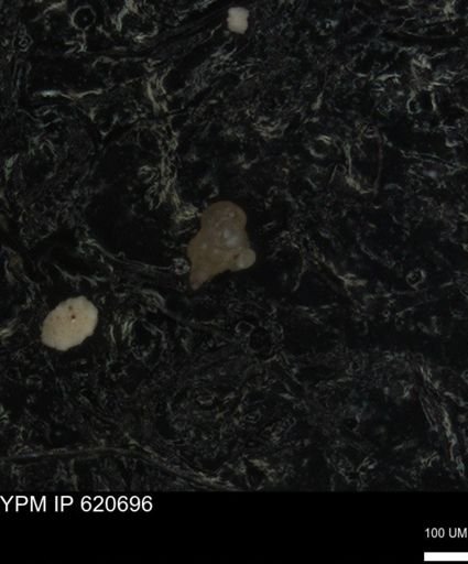 undet. Foraminiferida