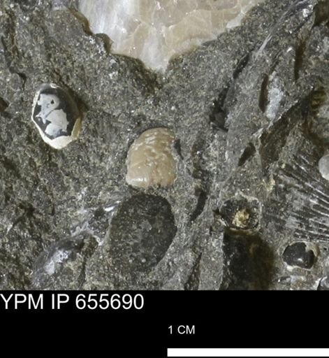 undet. Bivalvia