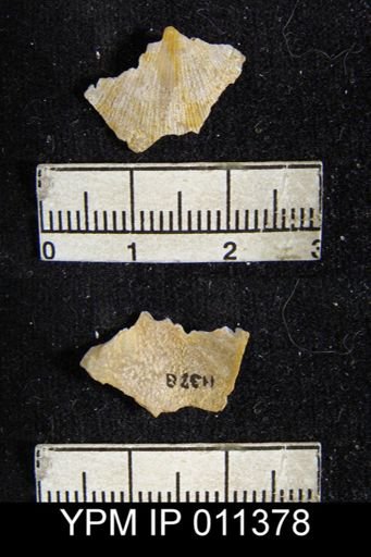 Orthotetella wolfcampensis