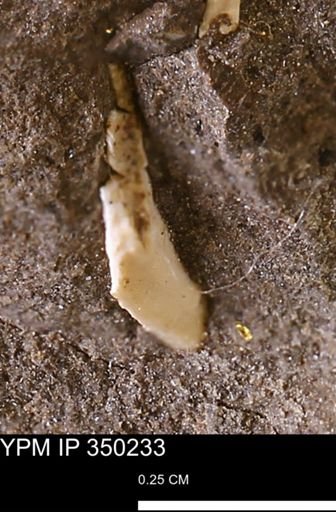 undet. Bivalvia
