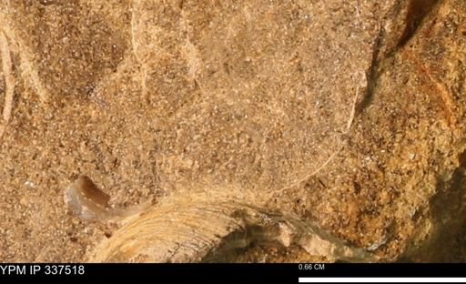 Mollusca