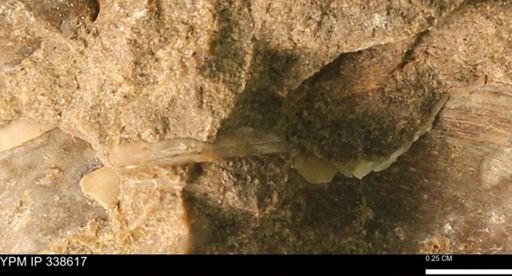 Protocardia subquadrata