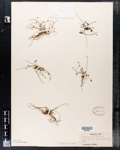 Eleocharis olivacea