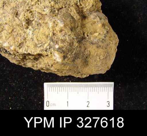 Productus horridus