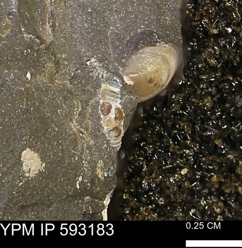 undet. Gastropoda