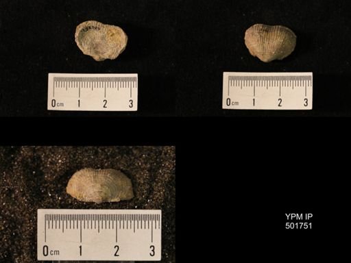 Marginifera lasallensis