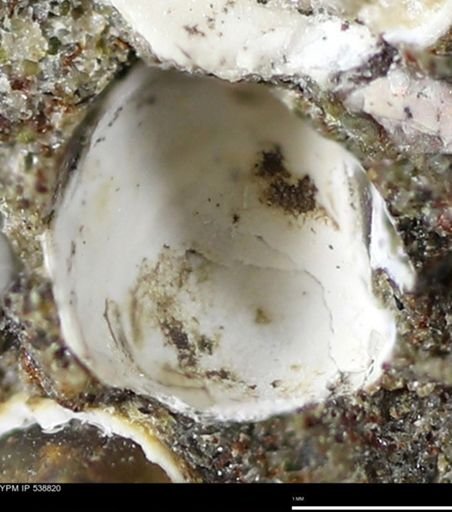 Corbulamella gregaria