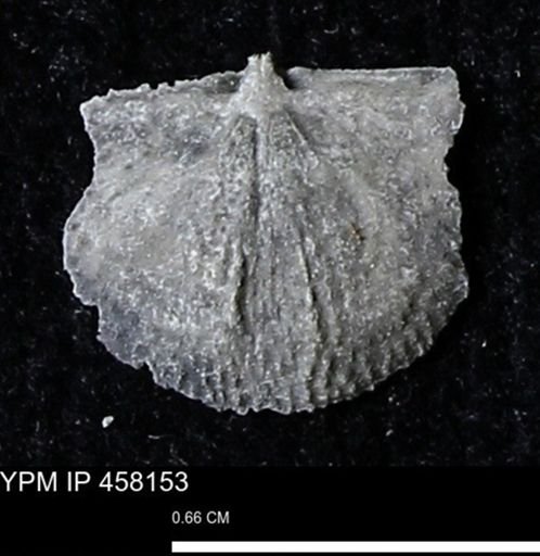 Chonetes mucronatus