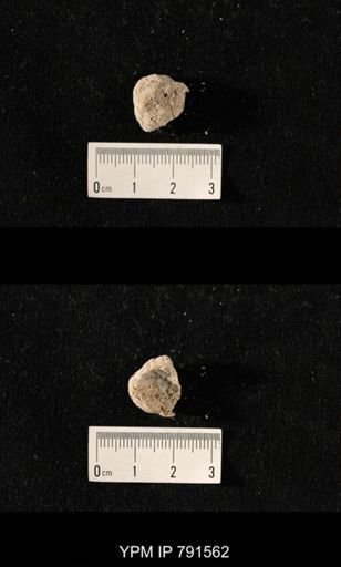 undet. Bryozoa