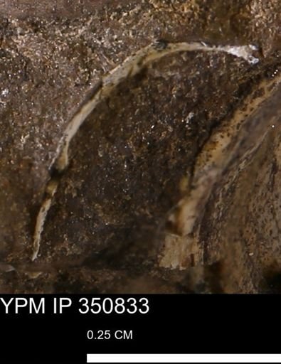 undet. Bivalvia