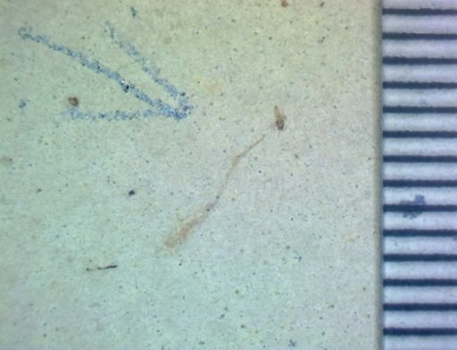 undet. Orthoptera