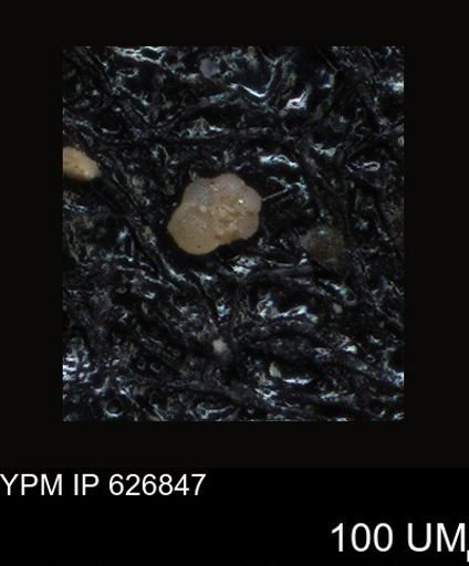 undet. Foraminiferida