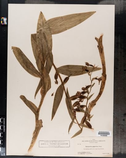 Epipactis gigantea