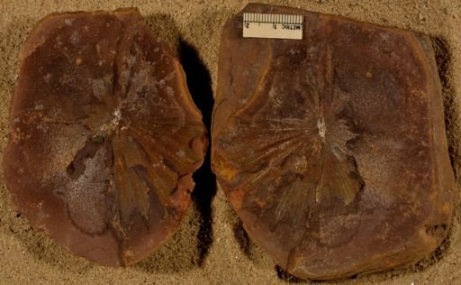 Annularia