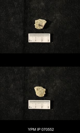 Favosites louisvillensis