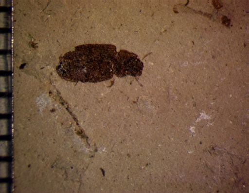 undet. Coleoptera