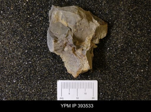Scaphites sp.