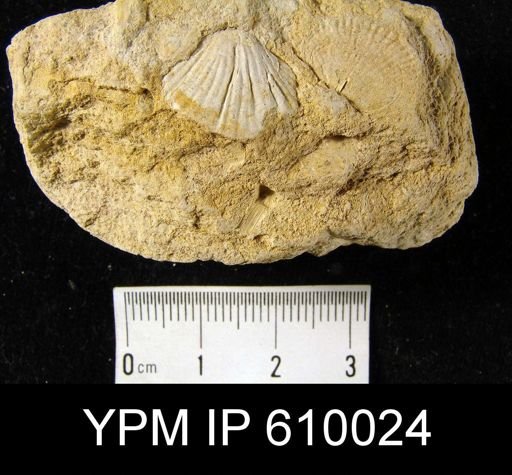 Leiorhynchus limitare