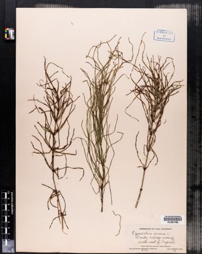 Equisetum arvense