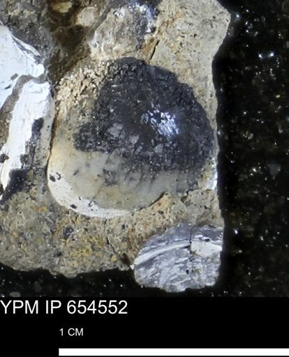 Protocardia?