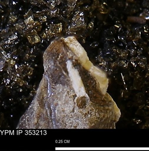 Limopsis striatopunctatus